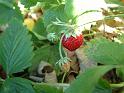 Alpine strawberry 